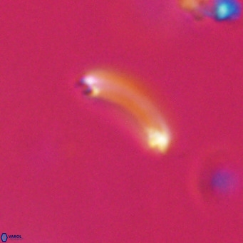 Campylosphaera bramlettei VR 30637