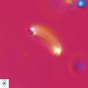 Campylosphaera bramlettei VR 30637