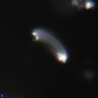 Campylosphaera bramlettei VR 30638