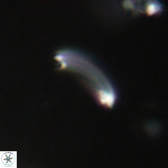Campylosphaera bramlettei VR 30638