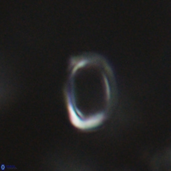 Campylosphaera bramlettei VR 30639