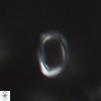 Campylosphaera bramlettei VR 30639