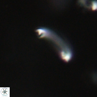 Campylosphaera bramlettei VR 30630