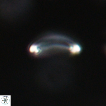 Campylosphaera bramlettei VR 30631