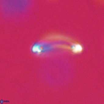 Campylosphaera bramlettei VR 30632