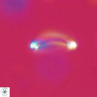 Campylosphaera bramlettei VR 30632