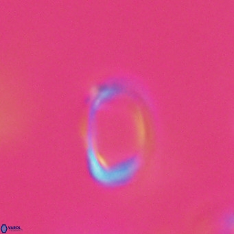 Campylosphaera bramlettei VR 30640