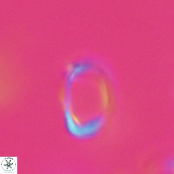 Campylosphaera bramlettei VR 30640