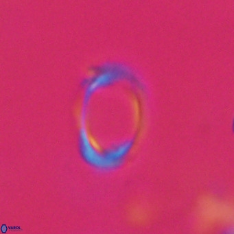 Campylosphaera bramlettei VR 30641