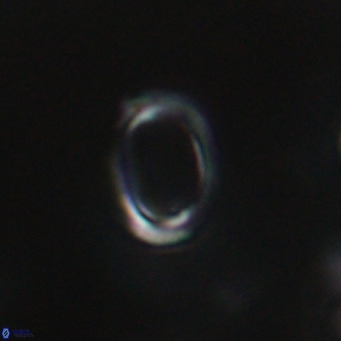 Campylosphaera bramlettei VR 30642