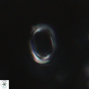 Campylosphaera bramlettei VR 30642