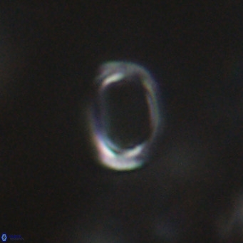 Campylosphaera bramlettei VR 30643