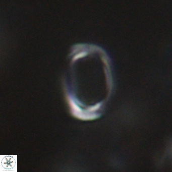 Campylosphaera bramlettei VR 30643