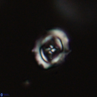 Campylosphaera cf eodela 68368