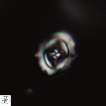 Campylosphaera cf eodela 68368