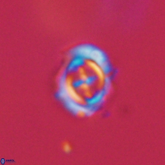 Campylosphaera cf eodela 68370