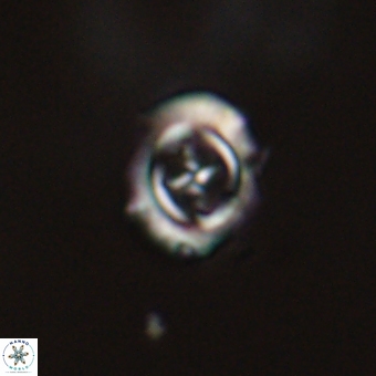 Campylosphaera cf eodela 68371