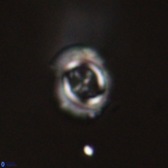 Campylosphaera cf eodela 68372