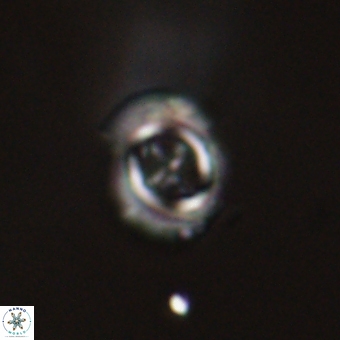Campylosphaera cf eodela 68372