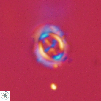 Campylosphaera cf eodela 68373