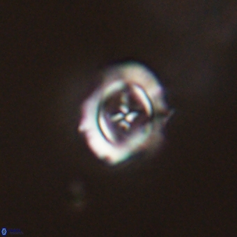 Campylosphaera cf eodela 68378