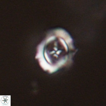 Campylosphaera cf eodela 68378