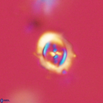 Campylosphaera cf eodela 68381