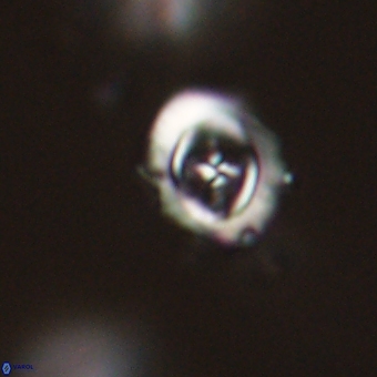 Campylosphaera cf eodela 68382