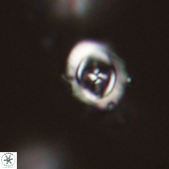 Campylosphaera cf eodela 68382
