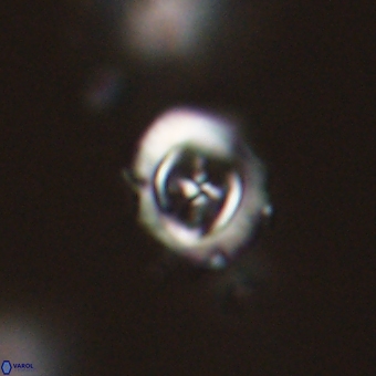 Campylosphaera cf eodela 68383