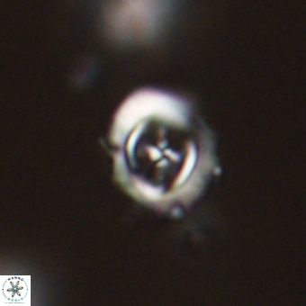 Campylosphaera cf eodela 68383