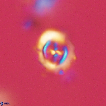 Campylosphaera cf eodela 68384