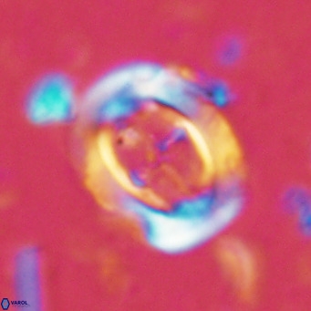 Campylosphaera dela VR 02394