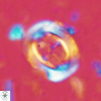 Campylosphaera dela VR 02394