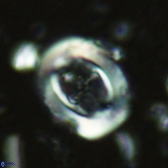 Campylosphaera dela VR 02395