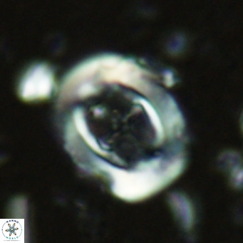 Campylosphaera dela VR 02395