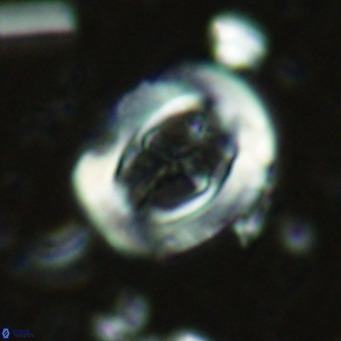 Campylosphaera dela VR 02396