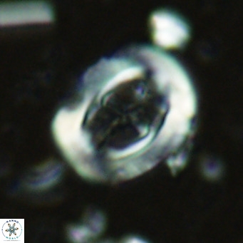 Campylosphaera dela VR 02396