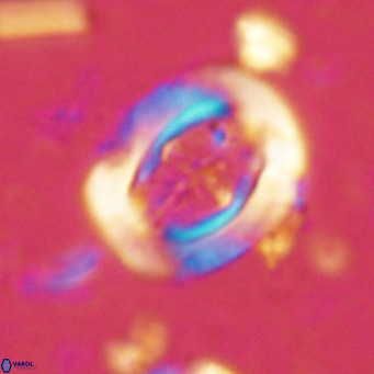 Campylosphaera dela VR 02397