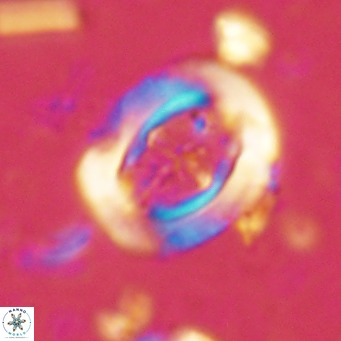 Campylosphaera dela VR 02397