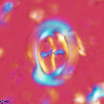 Campylosphaera dela VR 02393