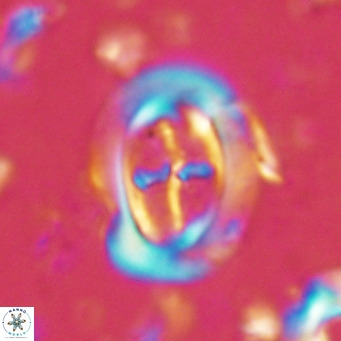 Campylosphaera dela VR 02393