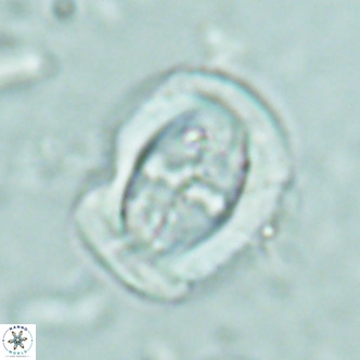 Campylosphaera dela VR 02401
