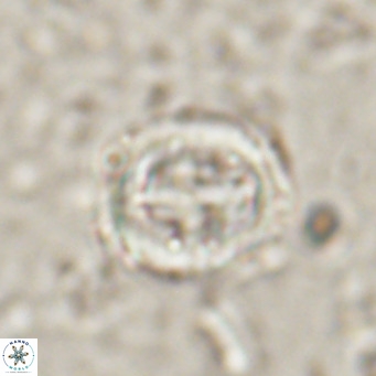Campylosphaera dela VR 025340