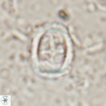 Campylosphaera dela VR 025342