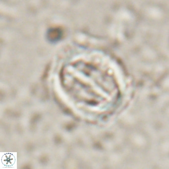 Campylosphaera dela VR 025343