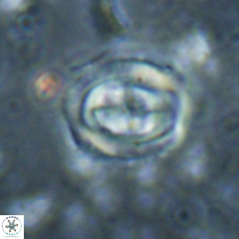 Campylosphaera dela VR 025346