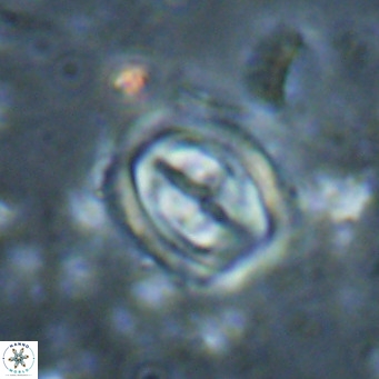 Campylosphaera dela VR 025347