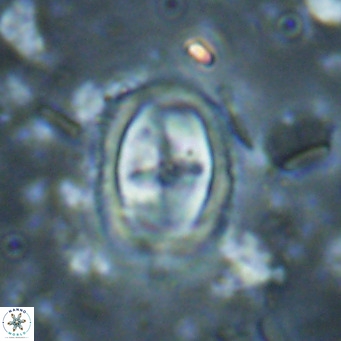 Campylosphaera dela VR 025348