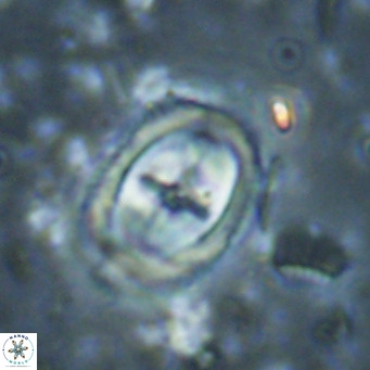 Campylosphaera dela VR 025349